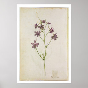Delphinium ajacis, 1568 poster