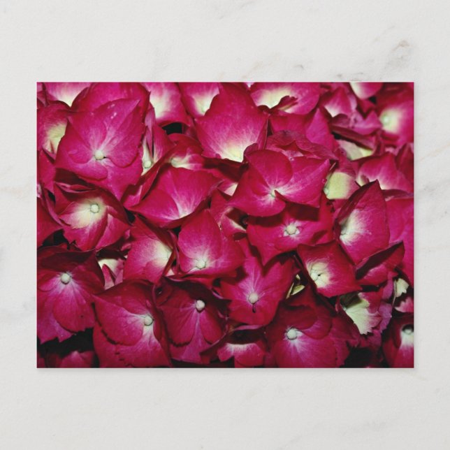 Delphinium blommor vykort (Framsida)