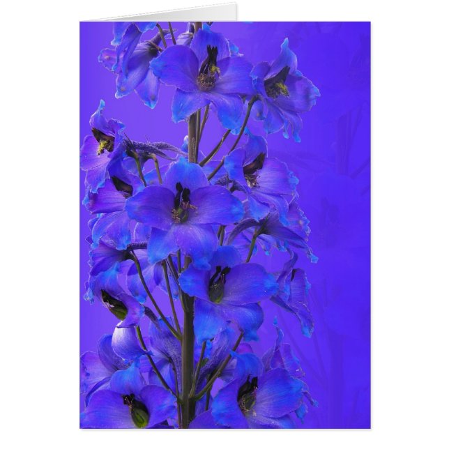 Delphinium-kort för fotografiskt bruk hälsningskort (Framsidan)