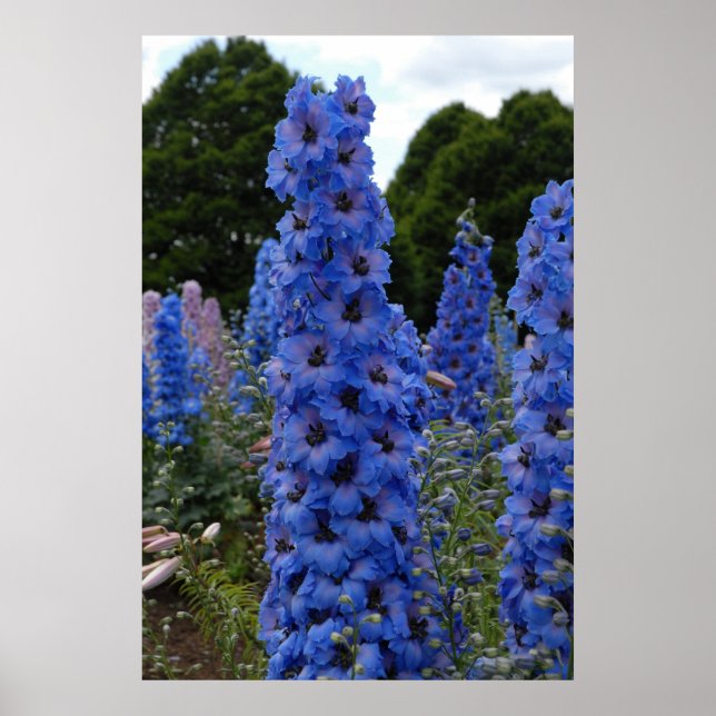 Delphinium Poster (Framsidan)