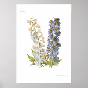 Delphiniums Poster