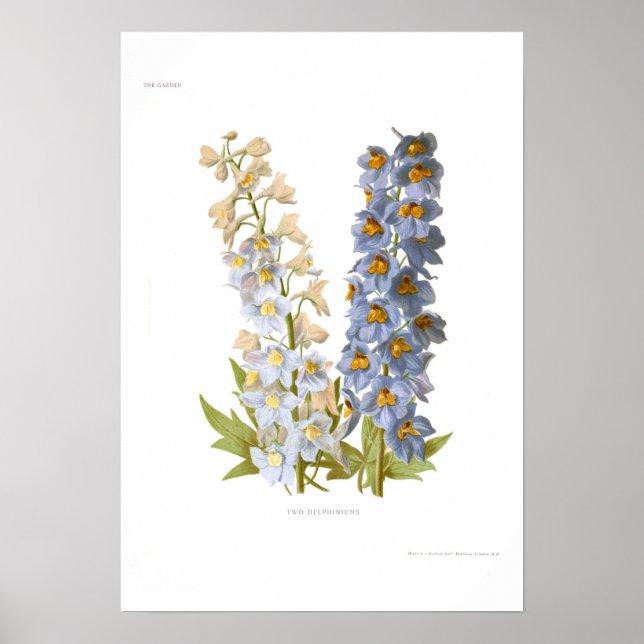 Delphiniums Poster (Framsidan)