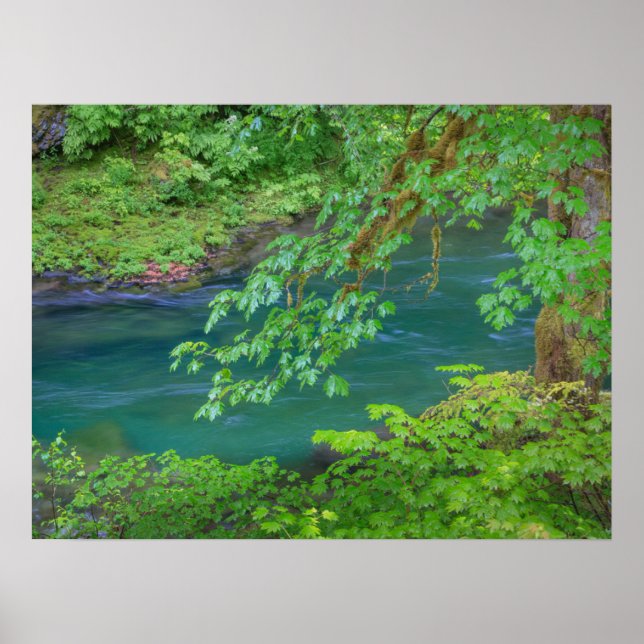 delstaten Washington i nationalparken Poster (Framsidan)