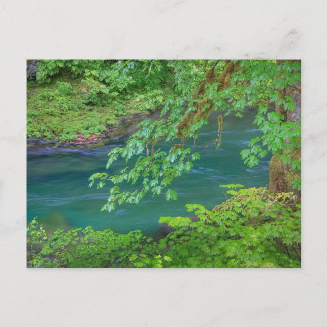 delstaten Washington i nationalparken Vykort (Framsida)