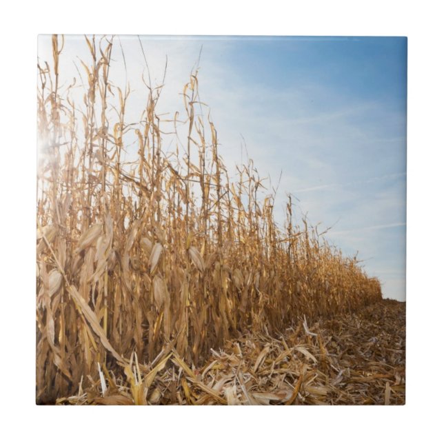 Delvis skördat majfält kakelplatta (Framsidan)