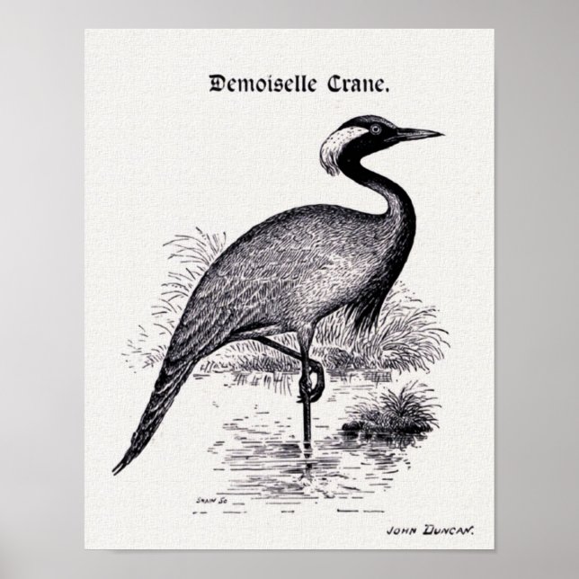 "Demoiselle Crane" Vintage Illustration Poster (Framsidan)