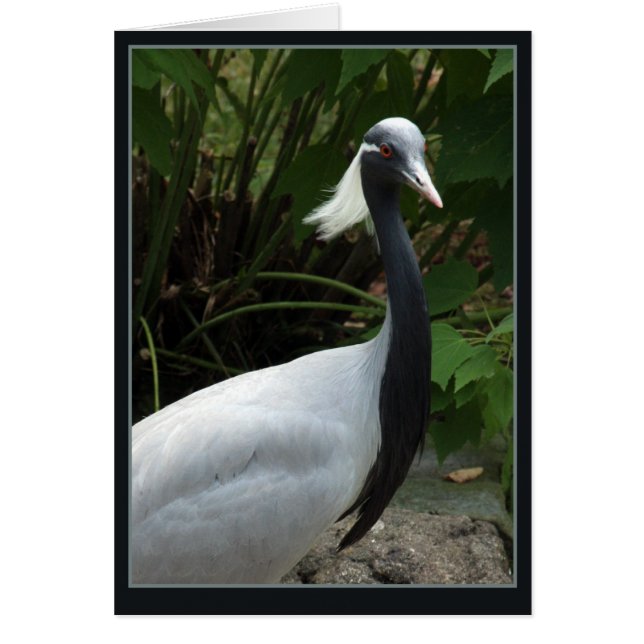 Demoselle Crane Hälsningskort (Framsidan)