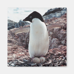 Den Adelie pingvinet bygga bo magneten Magnet