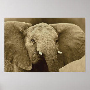 Den afrikanska elefantaffischen, trycket, bild, poster