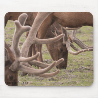 Den Alaska musen vadderar Musmatta