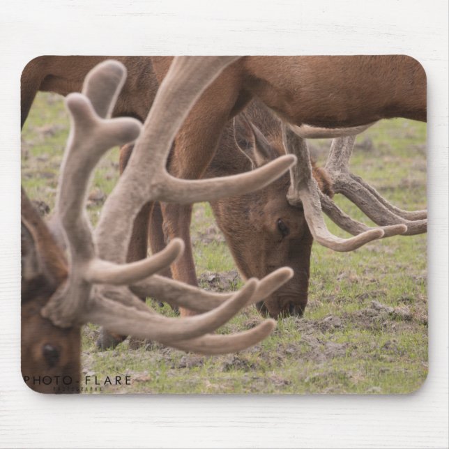 Den Alaska musen vadderar Musmatta (Framsidan)