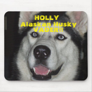 Den alaskabo Husky MUSEN VADDERAR!!! Musmatta