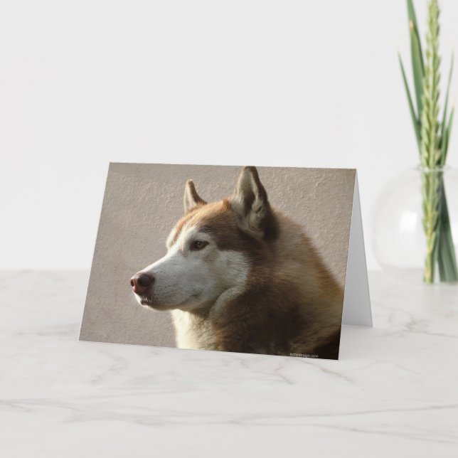 Den alaskabo Malamutehunden fotograferar Kort (Framsida)