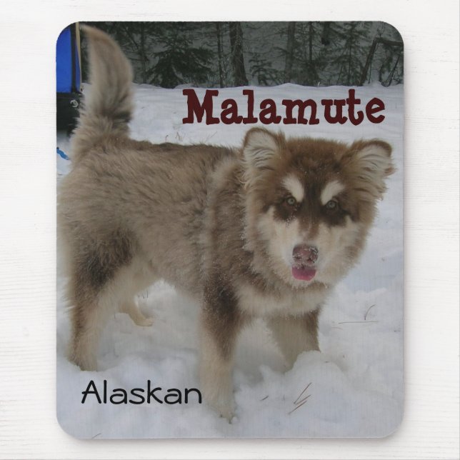 Den alaskabo Malamutemusen vadderar Musmatta (Framsidan)