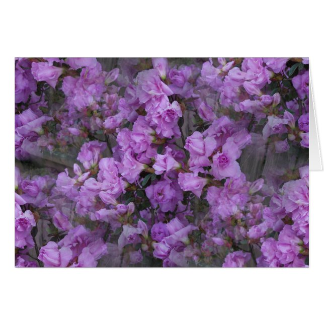 Den aldrig-ändande Azaleas Hälsningskort (Framsidan Horizontal)
