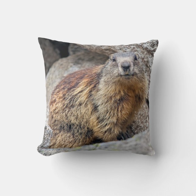 Den alpina marmoten kudder kudde (Framsida)