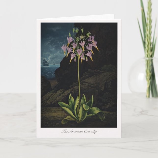 Den amerikanska kötorgsrosen — Modern botanisk tol Kort (Framsida)