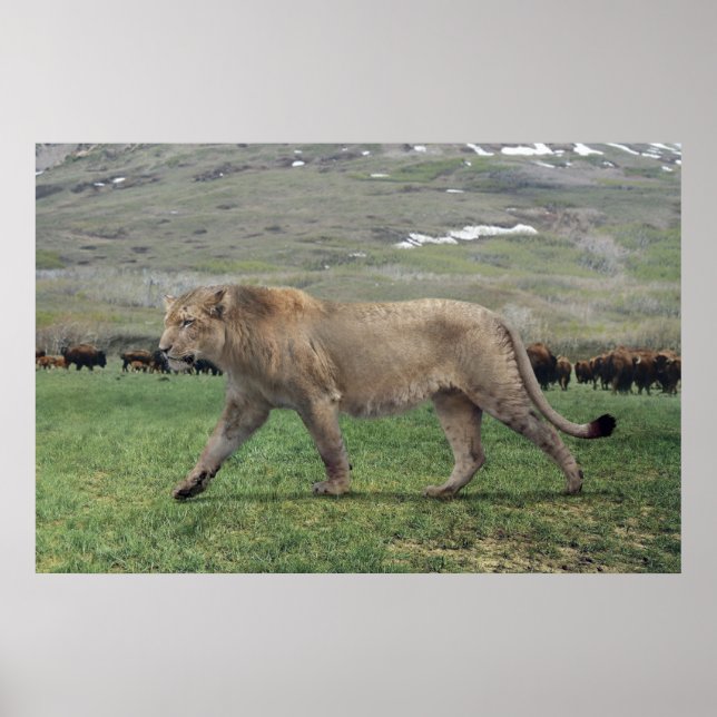 Den amerikanska lejona (Panthera atrox) poster (Framsidan)