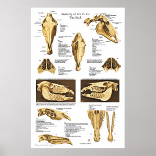 Den Anatomical affischen för hästskalleanatomi Poster