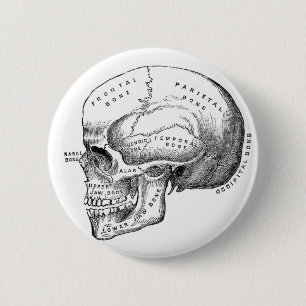 Den Anatomical skallen klämmer fast knäppas Knapp