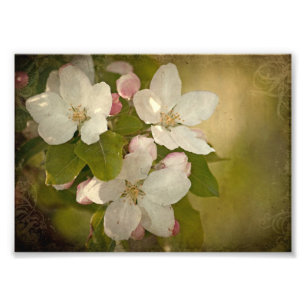 Den Apple blommar samla i en klunga fototrycket Fototryck