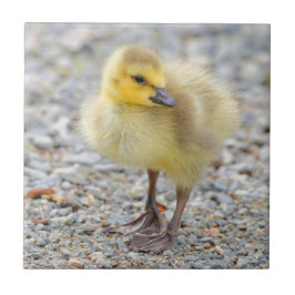 Den ärade Baby Canada Goose på Gravel Kakelplatta