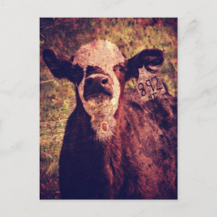 Den ärade Calf Vykort