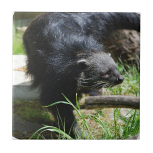 Den asiatiska bearcaten belägger med tegel kakelplatta