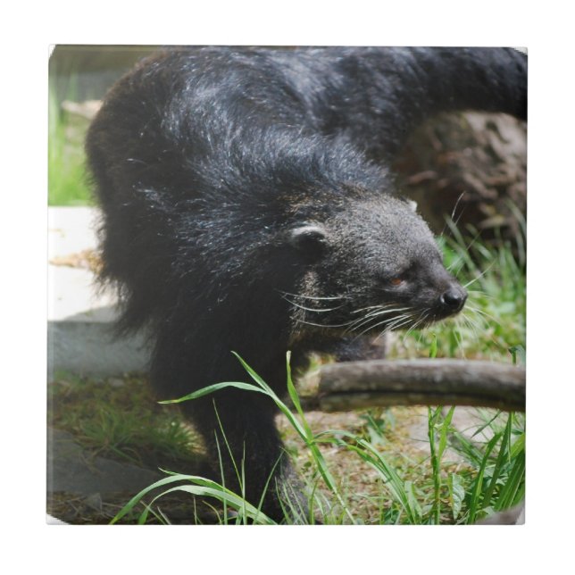 Den asiatiska bearcaten belägger med tegel kakelplatta (Framsidan)