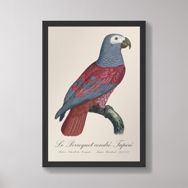 Den askgrå tapirpapegojan  fototryck (Skapare uppladdad)