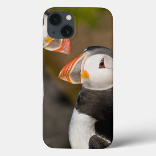 Den atlantiska puffinen, en pelagic seabird som