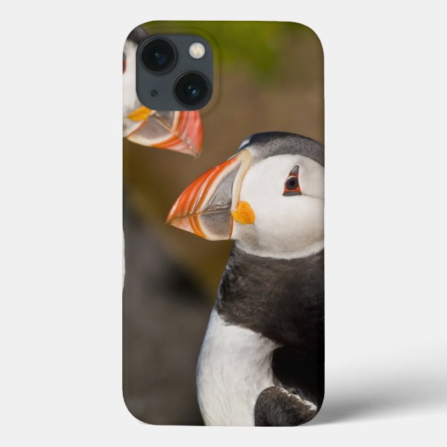 Den atlantiska puffinen, en pelagic seabird som (Baksida)