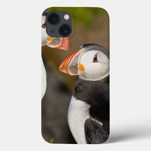 Den atlantiska puffinen, en pelagic seabird som (Baksida)