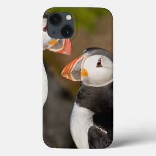 Den atlantiska puffinen, en pelagic seabird som