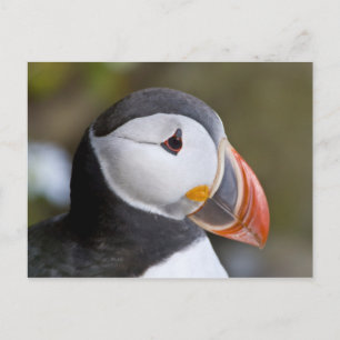 Den atlantiska puffinen, en pelagic seabird som vykort