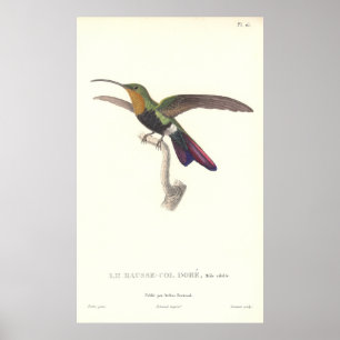 Den Aurulent hummingbirden vid den Rene Primevere Poster
