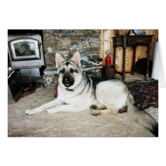 Den Aussie fullt - beskåda/spisen Hälsningskort