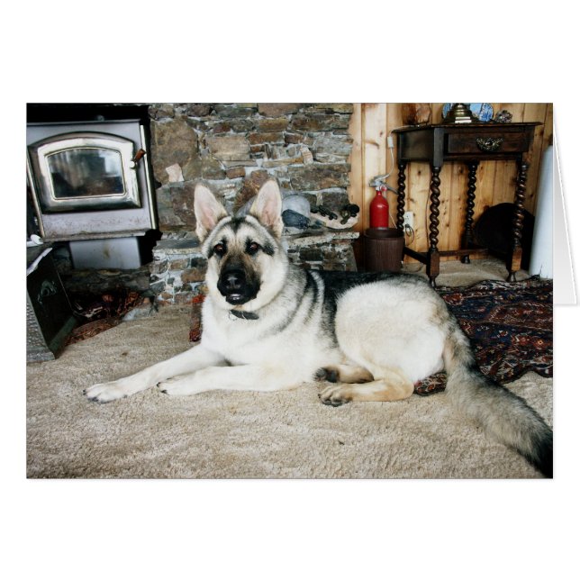 Den Aussie fullt - beskåda/spisen Hälsningskort (Framsidan Horizontal)