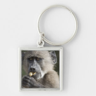 Den barnsliga Chacma baboonen (Papioursinus) äter Fyrkantig Silverfärgad Nyckelring