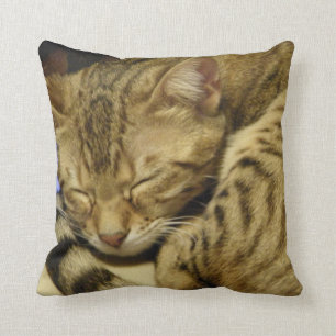 Den Bengal katten kudder Kudde