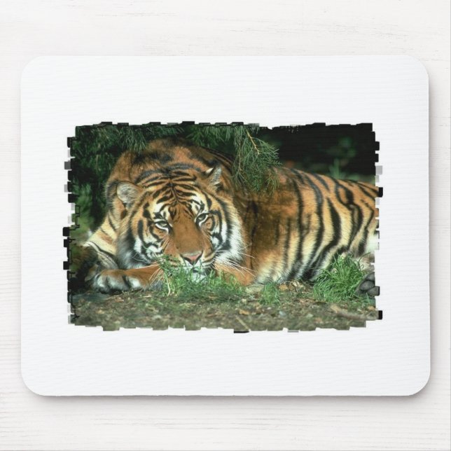 Den Bengal tigermusen vadderar Musmatta (Framsidan)
