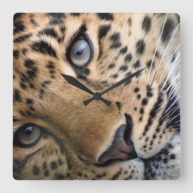 Den Bengal tigerungen tar tid på Fyrkantig Klocka (Framsida)