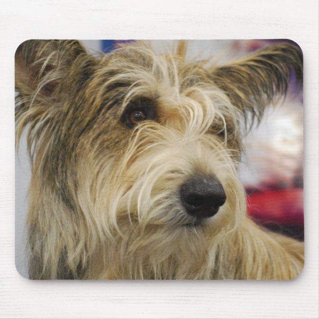 Den Berger Picard hundmusen vadderar Musmatta (Framsidan)