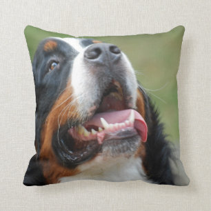Den Berner Sennenhund hunden kudder Kudde