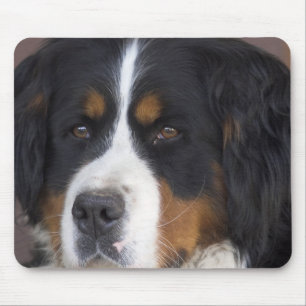 Den Berner Sennenhund musen vadderar Musmatta