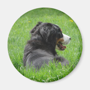 Den Bernese berghunden tycker om solen Magnet