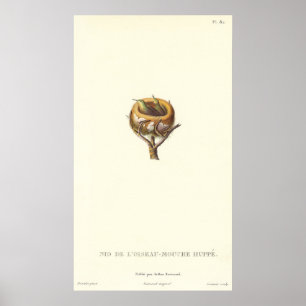Den berömvärda hägnaden av bestulna Hummingbird - Poster