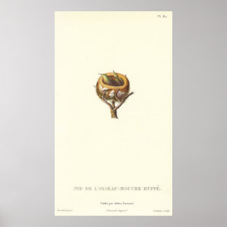 Den berömvärda hägnaden av bestulna Hummingbird - Poster