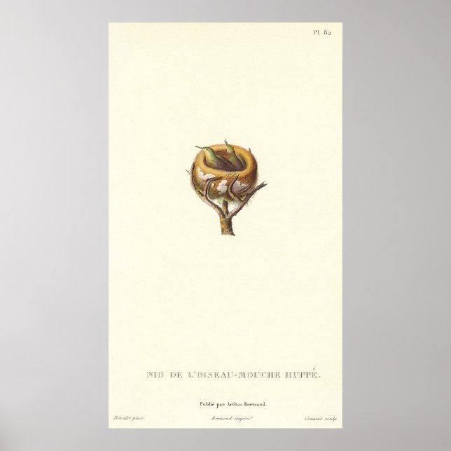 Den berömvärda hägnaden av bestulna Hummingbird -  Poster (Framsidan)