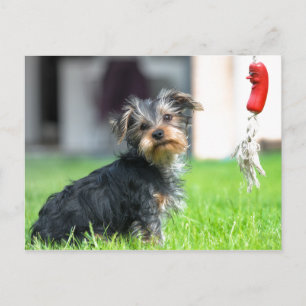 Den berömvärda hund av valpen från baby i trädgård vykort